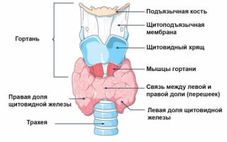 Узи щитовидной железы: норма, расшифровка, диагностируемые патологии