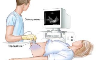Подготовка к узи почек у женщин: как его делать, нормальные размеры почки