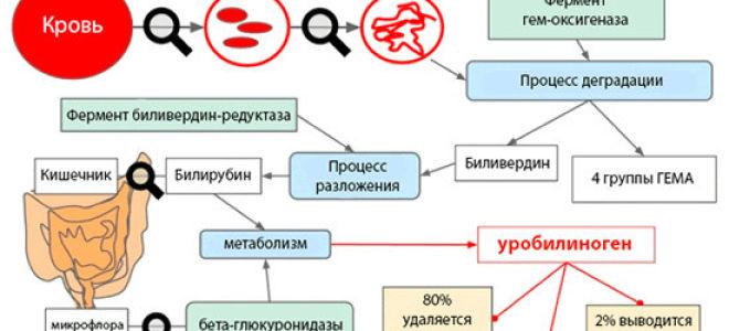 Uro в анализе мочи: что означает, норма, причины повышения и понижения уровня