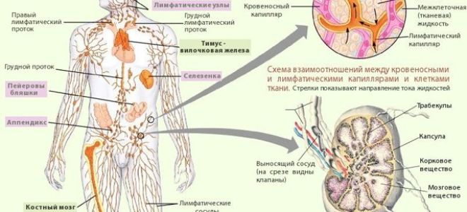 Симптомы лимфогранулематоза в крови: показатели общего и биохимического анализа