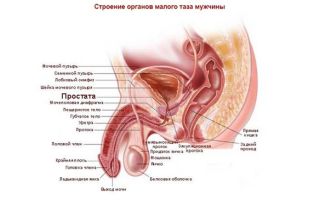 Узи малого таза у мужчин: подготовка, что входит в процедуру, как делают