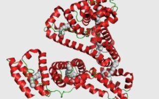 Норма альбуминов в крови: почему повышен уровень, причины, что это значит