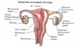 Абдоминальное узи органов малого таза: показания, техника проведения