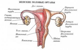 Абдоминальное узи органов малого таза: показания, техника проведения