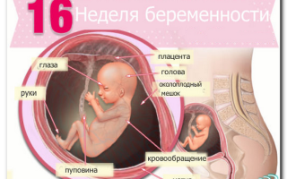 Узи на 16 неделе беременности: размер плода, фото, показания