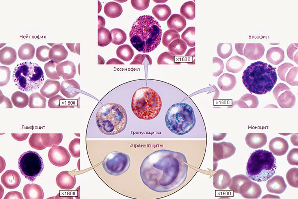 Повышены лейкоциты в крови у женщин: причины повышения, нормы содержания