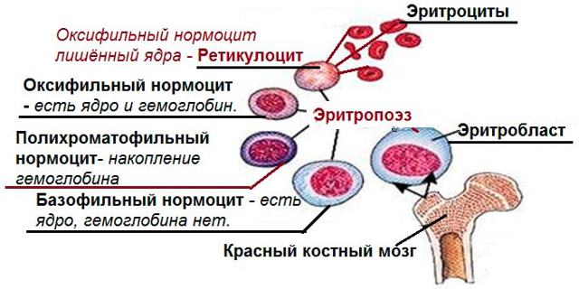 Как обозначается сахар в анализе крови, обозначение ретикулоцитов, гемоглобина, лейкоцитов и тромбоцитов
