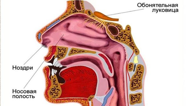 Эндоскопия ЛОР-органов: что это такое, техника эндоскопического исследования