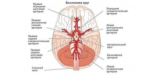 УЗИ БЦА: что это такое, диагностика брахиоцефальных сосудов и артерий