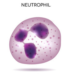 Повышены нейтрофилы в крови: что это значит, причины увеличения уровня