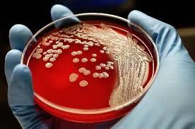 Стафилококк в крови: как называется анализ, симптомы бактерий у взрослого или ребенка