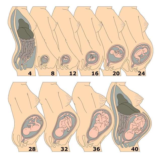 УЗИ после родов: как делают, норма, параметры исследования