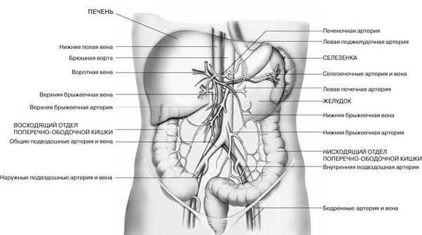 Комплексное УЗИ брюшной полости, что входит в диагностику органов
