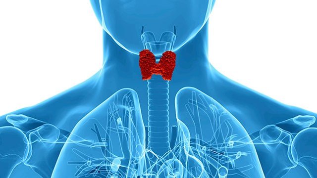 Анализ крови на гормоны щитовидной железы: как сдавать, подготовка, расшифровка