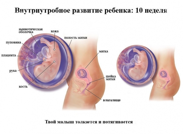 УЗИ на 10 неделе беременности: размер плода, фото, особенности