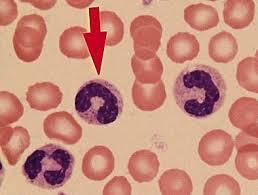 Нейтрофилы в анализе крови: что это такое, за что отвечают, норма, как поднять уровень