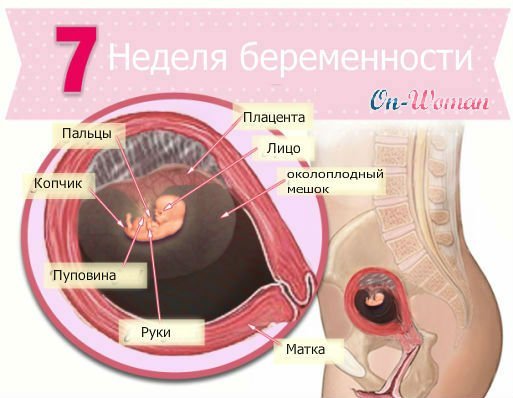 УЗИ на 7 неделе беременности: размеры плода на диагностике, фото