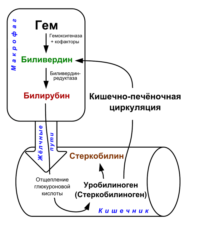 ubg в анализе мочи: норма содержания, что это значит, причины повышенного уровня