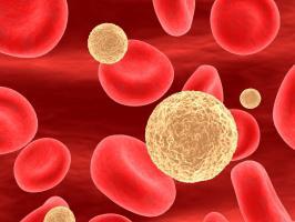 Понижены лимфоциты в крови: причины снижения в анализе, что это значит у взрослых