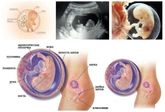 Размеры плода на УЗИ на 8 неделе беременности: фото, особенности диагностики