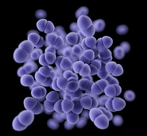 Расшифровка анализа кала на дисбактериоз у взрослых, детей и грудничков
