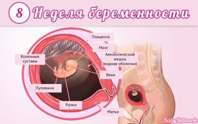 Размеры плода по неделям на УЗИ при беременности (таблица): фото, нормы развития