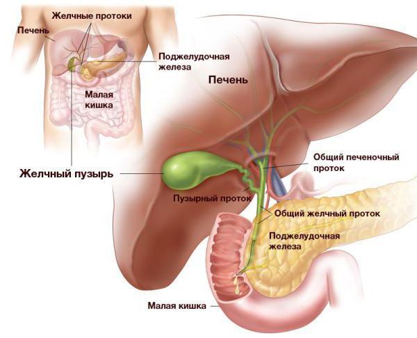 Комплексное УЗИ брюшной полости, что входит в диагностику органов