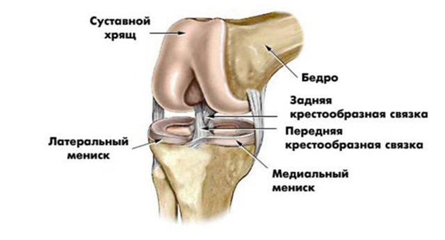 УЗИ коленного сустава: что показывает, подготовка к диагностике колена