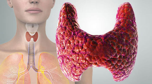 Анализ крови на гормоны щитовидной железы: как сдавать, подготовка, расшифровка