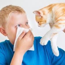 Анализ крови на аллергены у детей и взрослых, расшифровка показателей на аллергию