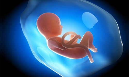 Норма УЗИ на 33 неделе беременности: нормальные показатели по таблице, размеры плода