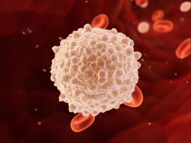 Повышены лейкоциты в крови у женщин: причины повышения, нормы содержания