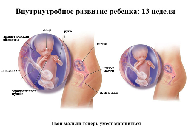 Пол ребенка на УЗИ при беременности в 13 недель: фото, как определить