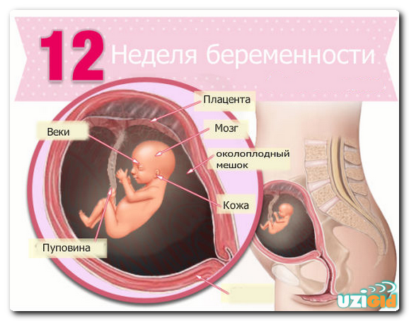 Размер плода на УЗИ при беременности в 12 недель: фото, норма показателей